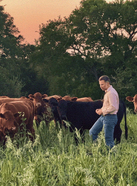 Shirttail Creek Farm